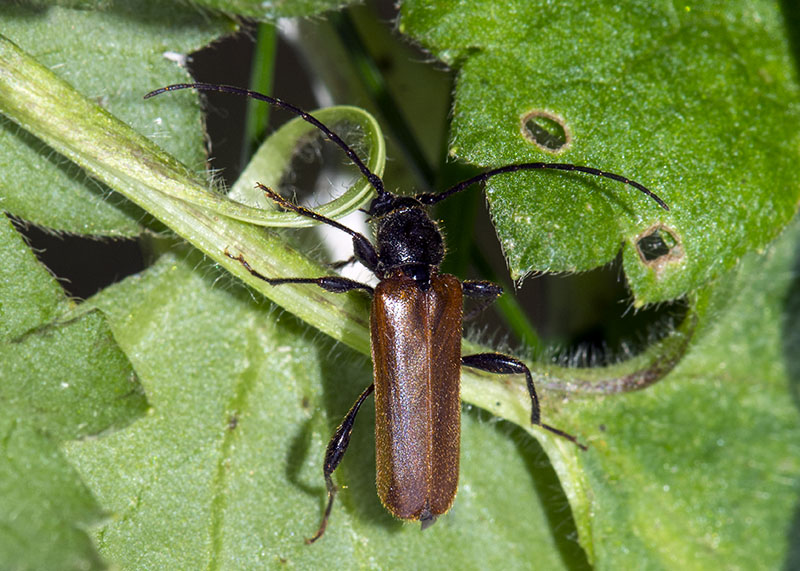 Cerambycidae: Phymatodes testaceus,  maschio e femmina